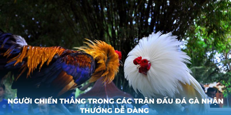 Người chiến thắng trong các trận đấu đá gà nhận thưởng dễ dàng 